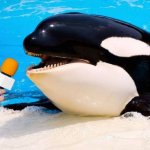 Orca talking into a microphone