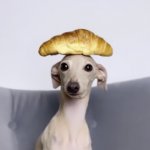 Croissant Dog