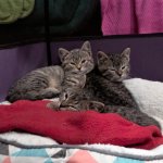 Tame Kittens