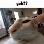 guh?? cat GIF Template