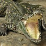 croc