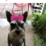 bruh | Person: "my dog Cupcake is so cute"; Cupcake: | image tagged in angry dog,dogs,certified bruh moment,animals | made w/ Imgflip meme maker