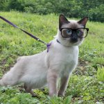 Hipster Cat | image tagged in cat on leash,hipsters,cats | made w/ Imgflip meme maker