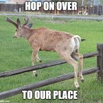 Hop On Over | HOP ON OVER; TO OUR PLACE | image tagged in hop to it | made w/ Imgflip meme maker