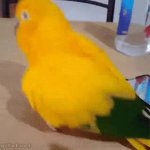 Happy Bird GIF Template