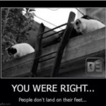 stupid humans | image tagged in cats | made w/ Imgflip meme maker