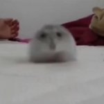 Hamster (use 0.65 as the ending time) GIF Template