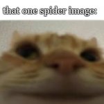 I freaking hated spiders, do you | me: look up an image of a spider; that one spider image: | image tagged in front-facing camera cat,scary,always so close | made w/ Imgflip meme maker