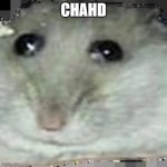 hamster | CHAHD | image tagged in hamster intesifies | made w/ Imgflip meme maker