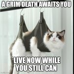 Annoyed cat | A GRIM DEATH AWAITS YOU; LIVE NOW WHILE YOU STILL CAN | image tagged in hammock cat | made w/ Imgflip meme maker