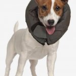 Dog with inflatable cone