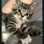 Funny kitten