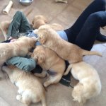 Puppies swarming human