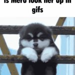 The name of this dog is Meru meme