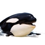 Orca Head