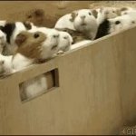 box of hamsters GIF Template