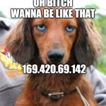 really bitch doxie | OH BITCH WANNA BE LIKE THAT; 169.420.69.142 | image tagged in really bitch doxie | made w/ Imgflip meme maker