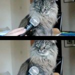Cat Interview meme