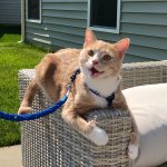 Happy Orange Cat Meme Generator - Imgflip