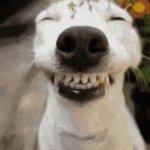 dog smile GIF Template