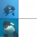 Orca Yes No