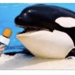 Orca interview meme