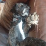 talk to the paw