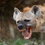 Hyena meme