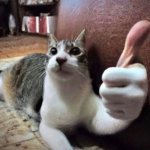 cat thumbs up