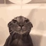 Wet Cat GIF Template