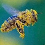 Bee pollen