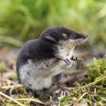 clever shrew