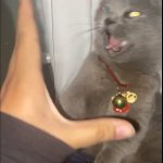 Offended Gray Cat meme