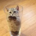 Kitten in Beer glass