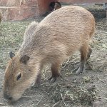 CAPYBARA