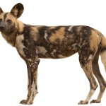 African Wild Dog