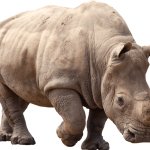 Rhinoceros