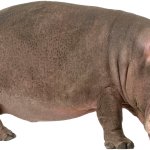 Hippo