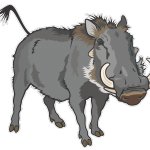 Warthog