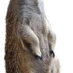 Meerkat