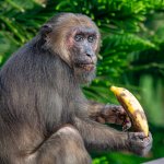 monkey with banana