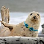 Seal wearing plastic swimming goggles found in t template