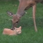 Deer biting cat template