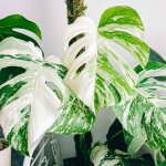 monstera albo