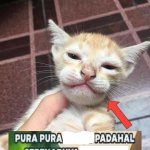 Indonesian cat template