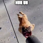 Baba Booey Dog | NUH UH | image tagged in baba booey dog | made w/ Imgflip meme maker