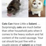 cats can have a little salami as a treat