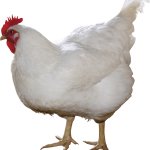 Chicken template