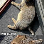 Angry hungarian cat will kill you | CHECK OUT THREATENING4UPVOTES OR ANGRY HUNGARIAN CAT; WILL KILL YOU! | image tagged in angry hungarian cat will kill you | made w/ Imgflip meme maker