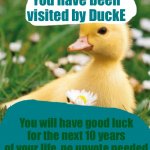 Duck | You have been visited by DuckE; You will have good luck for the next 10 years of your life, no upvote needed | image tagged in duck flowers cute | made w/ Imgflip meme maker